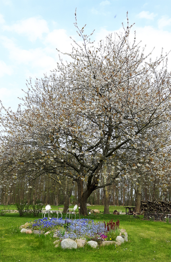 Zu jeder Jahreszeit ist der Garten unserer Ferienwohnungen und des Ferienhauses auf Rügen wunderbar - besonders im Frühling